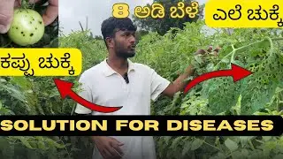 Tomato Farming in Rainy Season 🌧 | Fungal Diseases Explained & Tomato Market Rate Update 2025 |