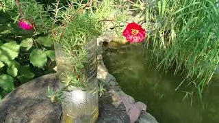 Self watering system for plants using waste plastic bottle.  Quick and Easy DIY