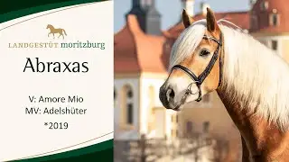 ABRAXAS v. Amore Mio - Adelsh&uuml;ter