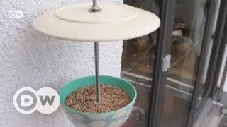 Vogelh&auml;uschen selbst gemacht | DW Deutsch
