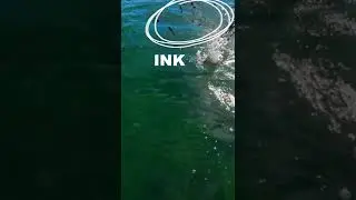 Squid Squirts ink perfect shot to face🤣  #squid  #funny  #fishing