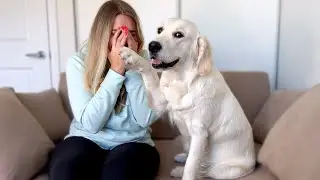 Golden Retriever Puppy Reacts to Me Crying