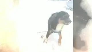Moje pieski