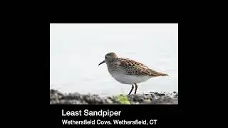 20250810 least sandpiper wethersfield cove sh2