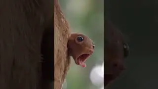 Cute Colugo Baby - Mysterious Flying Lemur | #shorts