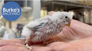 French Moult in Budgerigars. Can Budgies Recover From French Moult? + New Book