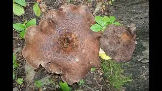 Sarcodon scabrosus