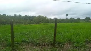 VALOR PARA FORMAR 1 HECTARE DE PASTO/PANICUM MIYAGUI/Fazenda FC