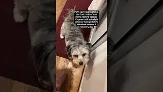 What&rsquo;s your best secret to getting your hooman to give you food?