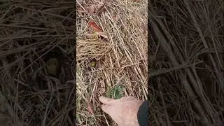 Radish food plot