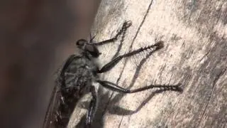 Robber Fly | Asilidae | assassin flies | nice one