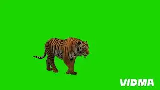 Tiger Green Scene