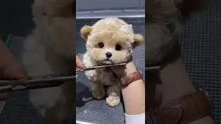 How important is pet grooming?