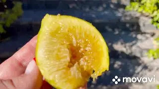 Інжири в контейнерах дозрівають,сорт Ас Рао Фен( Домінікана),відомий,як Джин Ао Фен
