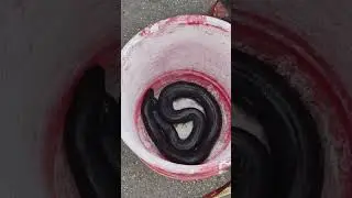 मांडूळ (Māṇḍūḷ).&nbsp;Eryx johnii is a non-venomous snake found in
