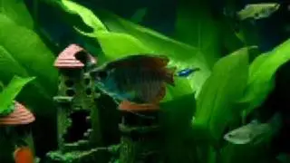 Akvariefisk