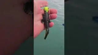 Lake Michigan lake trout jigging 2 jigs one fish 🐟 😳