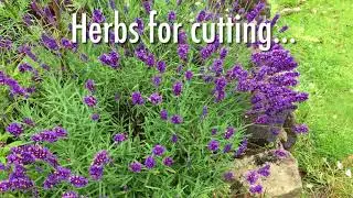 How to Plan a Medieval Physic Garden