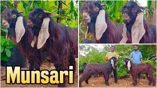 Eden Goat Farm Munsari Goats
