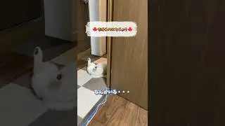 怪しいもみじくん #shorts #ぽめらにあん #癒し #puppy #ポメラニアン #可愛い #かわいい #犬のいる生活  #愛犬