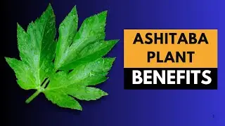 Ashitaba Plant (Tomorrow Leaf) Uses and Benefits: How This Japanese Herb Can Transform Your Health