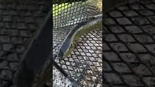 Large salamander (amphiuma) in trap from lake
