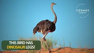 Life Documentary of Ostrich | Amazing Facts About Ostriches | wildlife