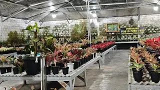 Tanaman Hias aglonema