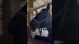 ￼ Colors of horses #horse #equestrian #equestrianjourney #boop #horsefan #funny ￼