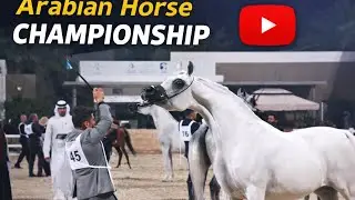 Arabian Horse Championship in Kuwait 🇰🇼🐎 | قوة وجمال الخيل العربي #KuwaitHorseEvent#ArabianHorse