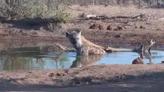 Spotted hyena entering the water to cool off at The Naledi Cat-EYE - africam - exxplore.org