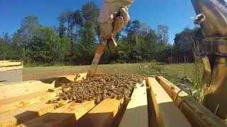 Long Hive inspection One of the last ones for 2017 10/17/17 Part 11