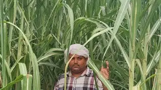 ट्रेंच विधि द्वारा न्यू गन्ना वैरायटी 13235 के बारे में किसान ने बताई सच्चाई