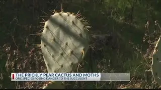 Invasive moth species poses serious threat to Texas&rsquo; prickly pear cactus