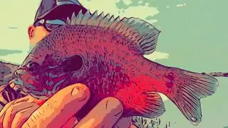 Longear sunfish
