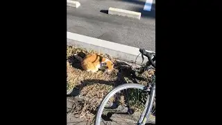Everyone refused to help this cat in Japan. Without money, life is meaningless to humans.