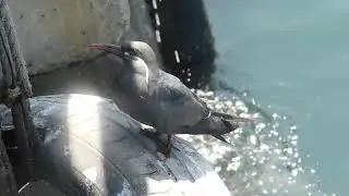 Gaviot&iacute;n Monja (Larosterna inca)