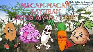 Mengenal Sayur-sayuran | Sayuran Jenis Akar / Umbi | Bahasa Indonesia & Inggris | Video Edukasi Anak