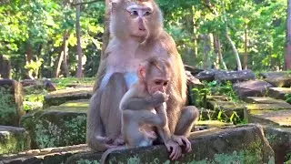 So Funny Cute Little Monkey Learning Eating Food and happy animal #1087
