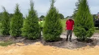 Red Cedar Screen/Buy Red Cedar in Florida/Large Trees For Sale/Buy Large Trees and Palms in Lakeland