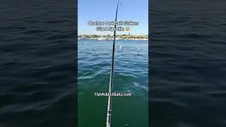 Giant Spotted Bay Bass 😱🎣        🇯🇵 FishAddictBaits.com 🇯🇵