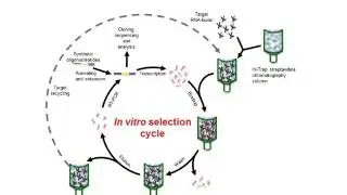 [A012] Application of RNA Aptamers to the Control of the Hepatitis C Virus-CRE Region Functionality