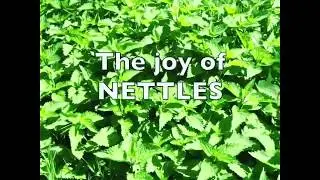 How to prepare nettles for cooking