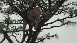 LIONESS CLIMBS A TREE (WHICH IS TOO SMALL FOR HER)