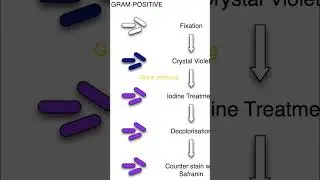 procedure of gram staining to identify gram positive bacteria #microbiology #bacteria #jhatpat #yt