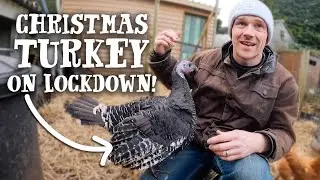 ALL BIRDS MUST OBEY! - UK Avian Flu is Back - What you need to know 🐔