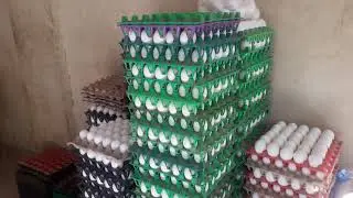 Egg  Rate in Karachi | Egg Rates Today In Karachi Wholesale Market | Hello Views