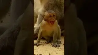 Monkey SWEETPEA always cries and wants milk #shorts