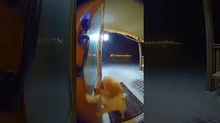 Puppy Tries to Open Door in Snowy Night&hellip; And Fails Adorably 😍🐶
