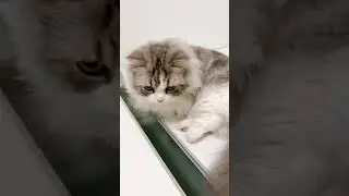 【湯気浴】日課です（笑） #猫 #cat #マンチカン #短足マンチカン #大吉